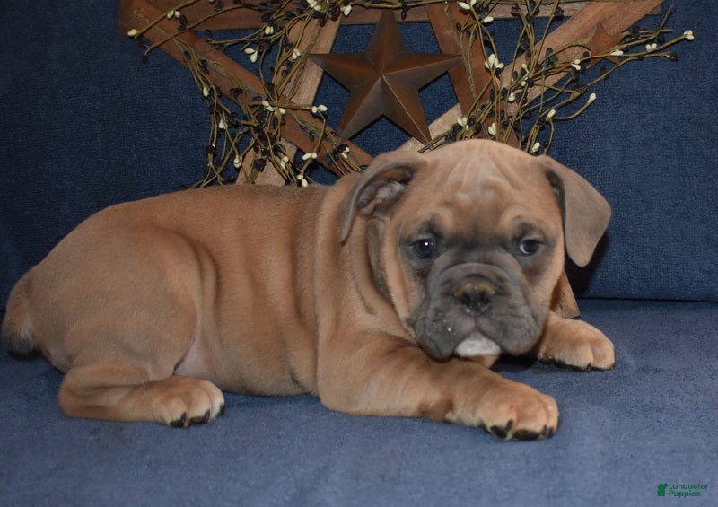 Olde English Bulldogge dogs Olde English Bulldogge Puppy 1 - Ad 6
