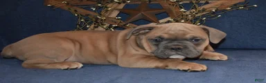 Olde English Bulldogge Puppy 1