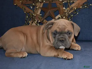 Olde English Bulldogge dogs Olde English Bulldogge Puppy 1 - Ad 6