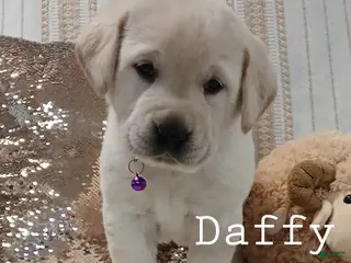 Labrador Retriever dogs DAFFY - Ad 20