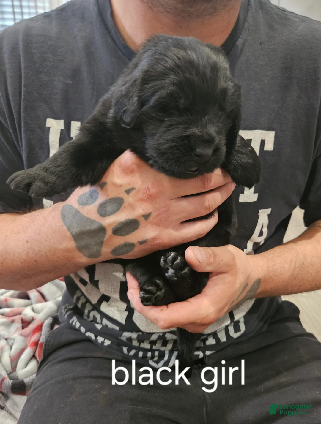 Newfoundland dogs for sale: Newfoundland Puppy 3 - Ad 1