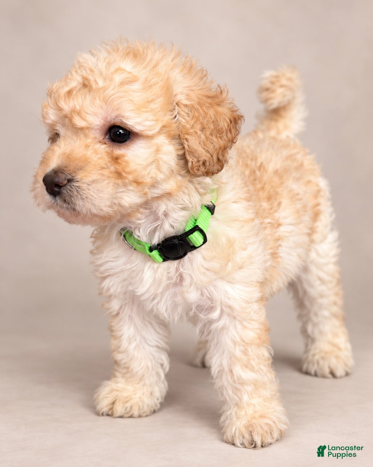 Toy Poodle dogs Lola  - Ad 1
