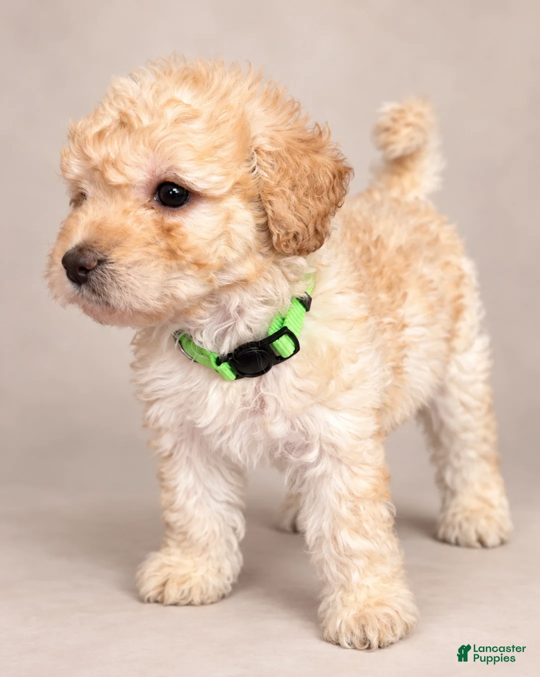 Toy Poodle dogs for sale: Lola  - Ad 1