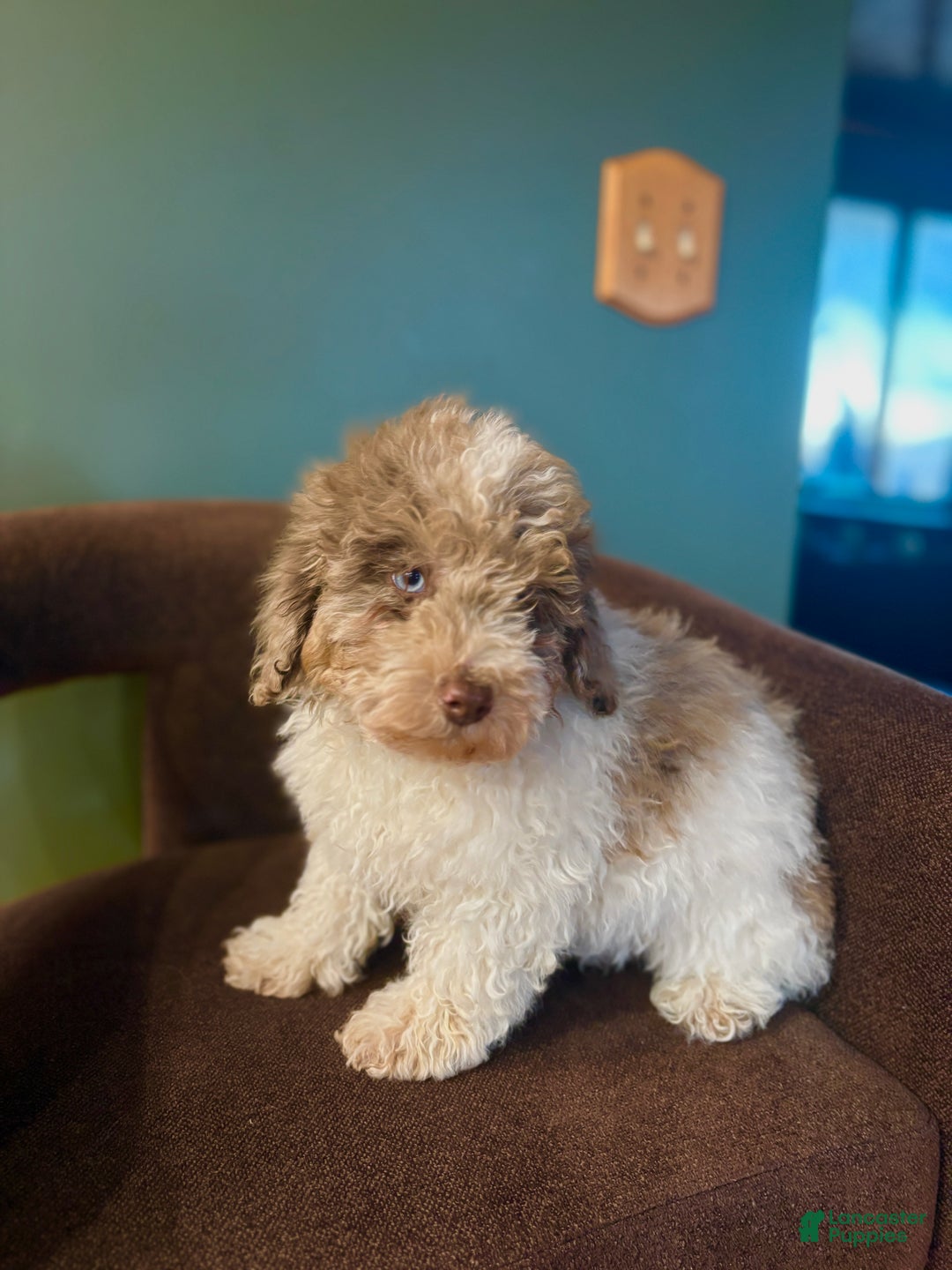 Miniature Poodle dogs for sale: Sammy  - Ad 2