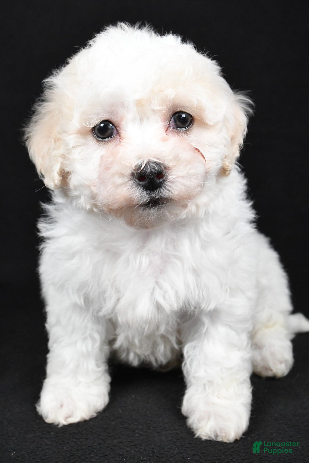 Bichpoo dogs for sale: terra - Ad 3
