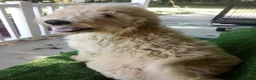 Goldendoodle dogs for sale: Hope F1B - Ad 2
