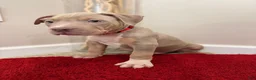 American Bully dogs for sale: American Bully Puppy 5 - Ad 3