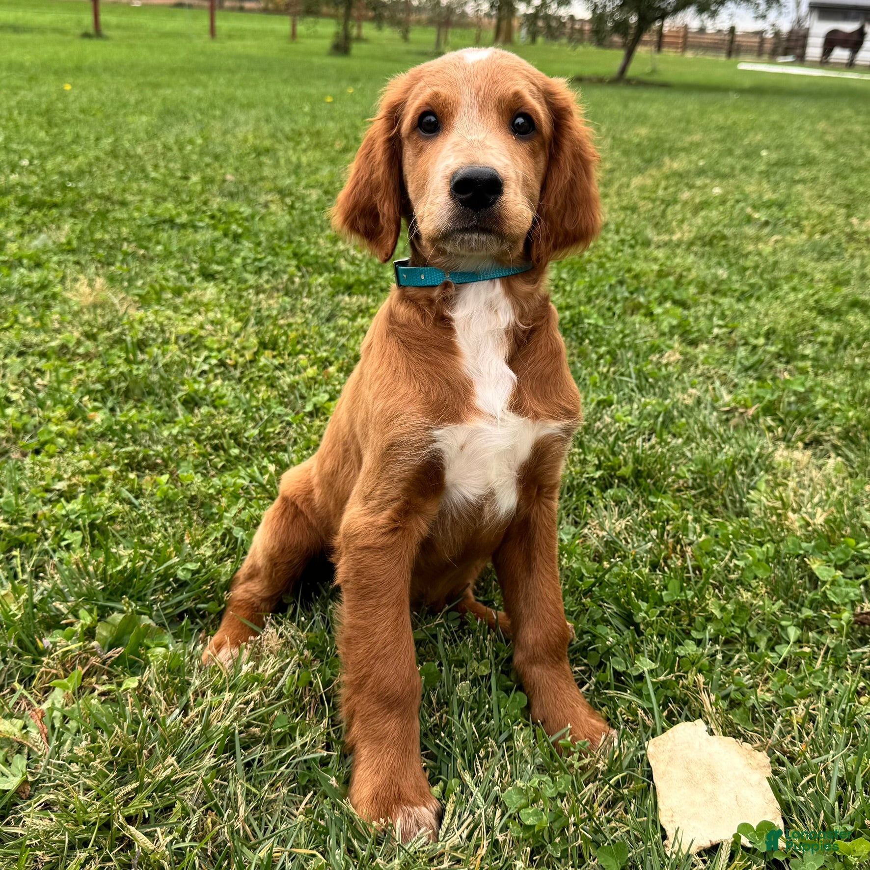 Mixed Breed dogs for sale: Waldo - Ad 1