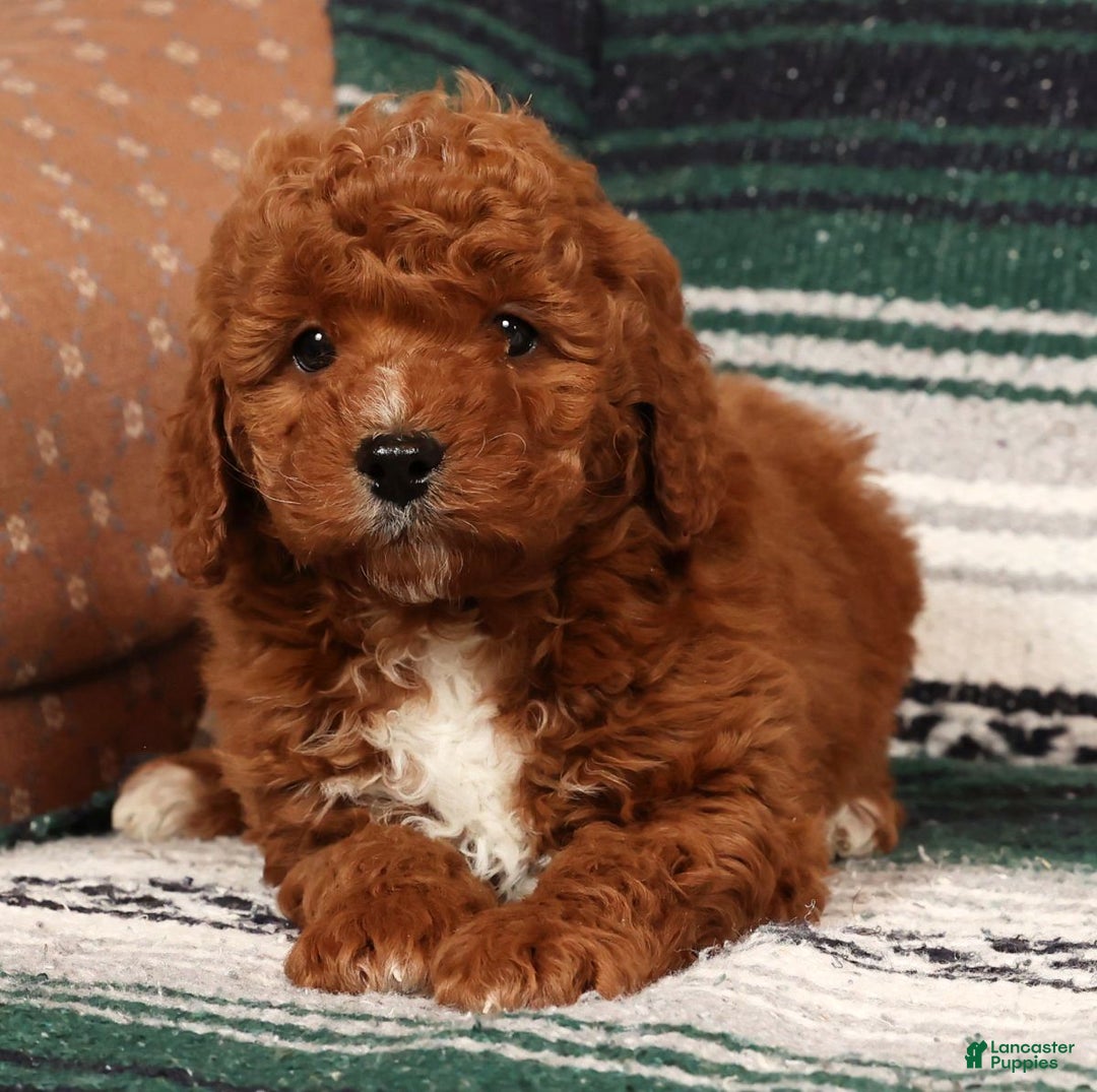 Mini Goldendoodle dogs for sale: Justin - Ad 8