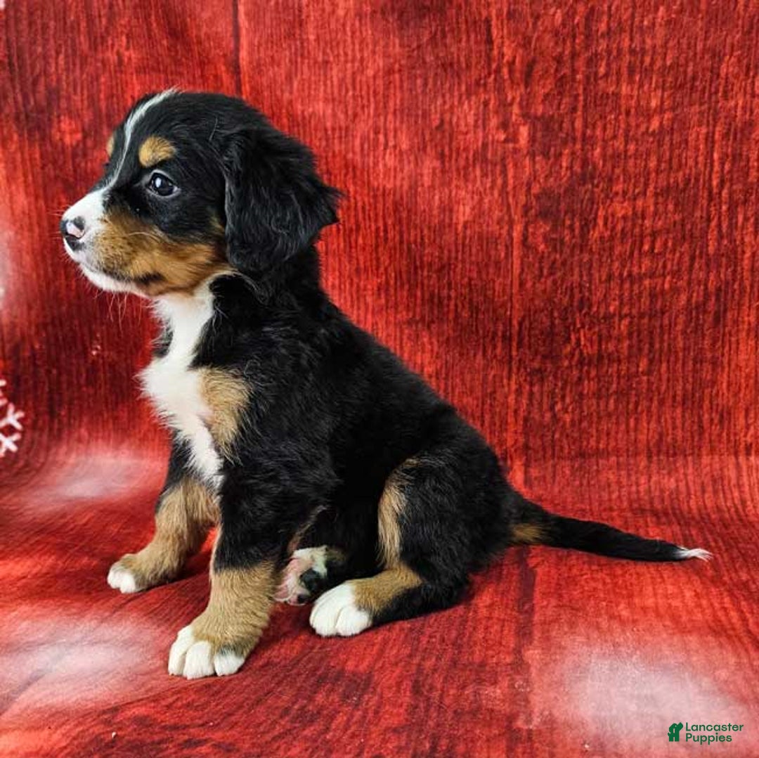 Bernese Mountain Dog dogs for sale: Sophie - Ad 2