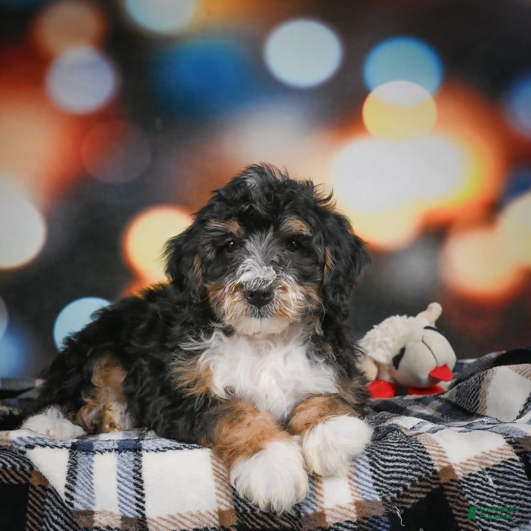 Mini Bernedoodle dogs Mia - Ad 9