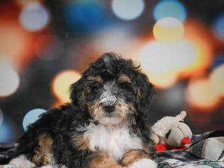 Mini Bernedoodle dogs Mia - Ad 19