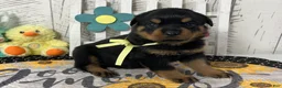 Rottweiler dogs for sale:  Alyssa - Ad 3