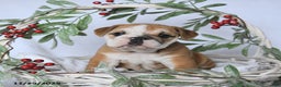 English Bulldog dogs for sale: Princess - Ad 4