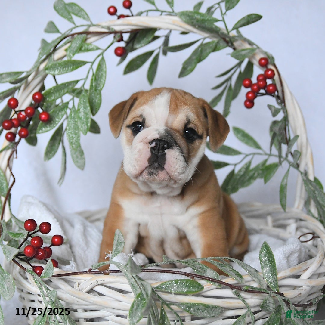 English Bulldog dogs for sale: Princess - Ad 4