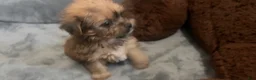 Shorkie dogs for sale: Mario - Ad 6