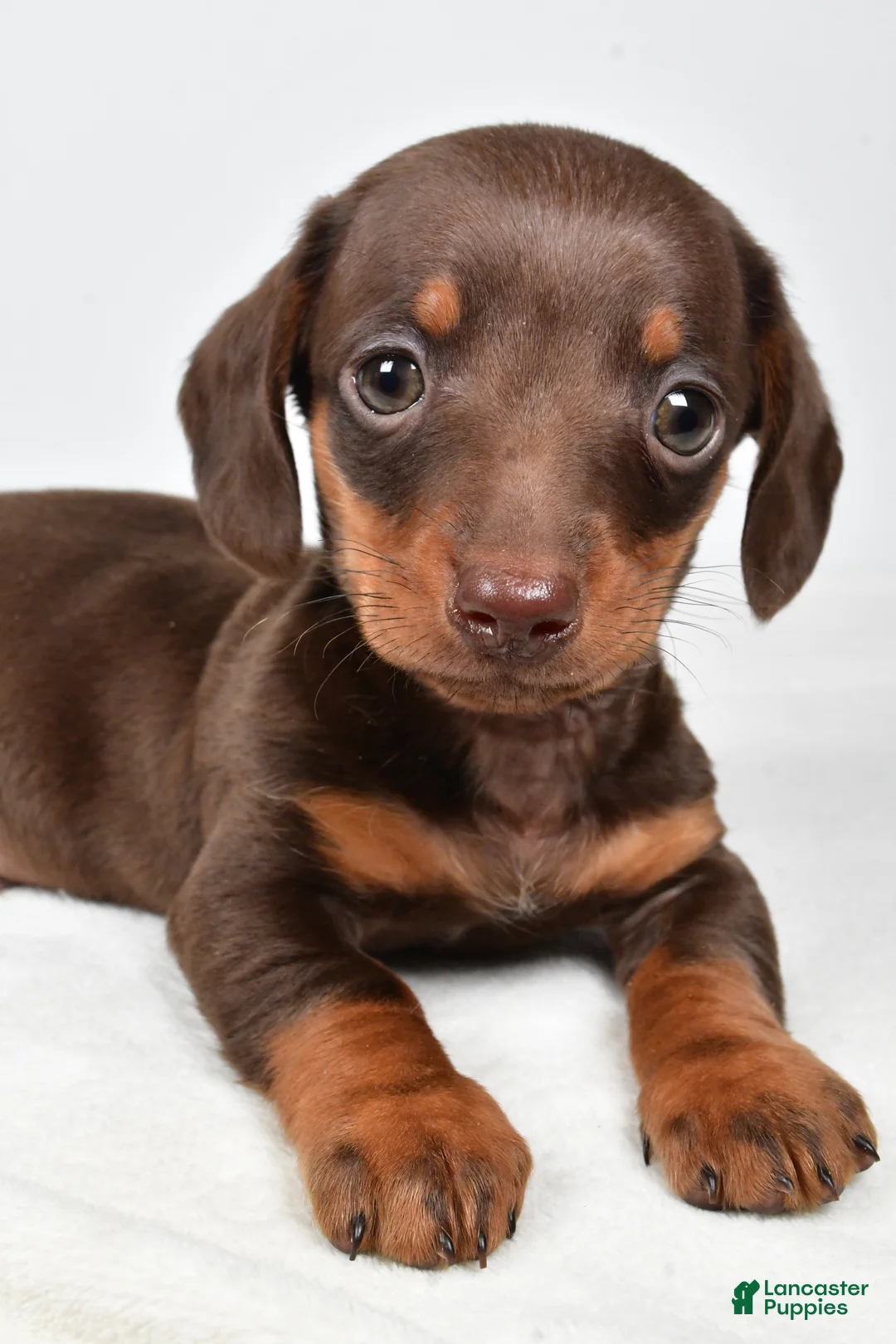 Miniature Dachshund dogs for sale: Harley - Ad 7