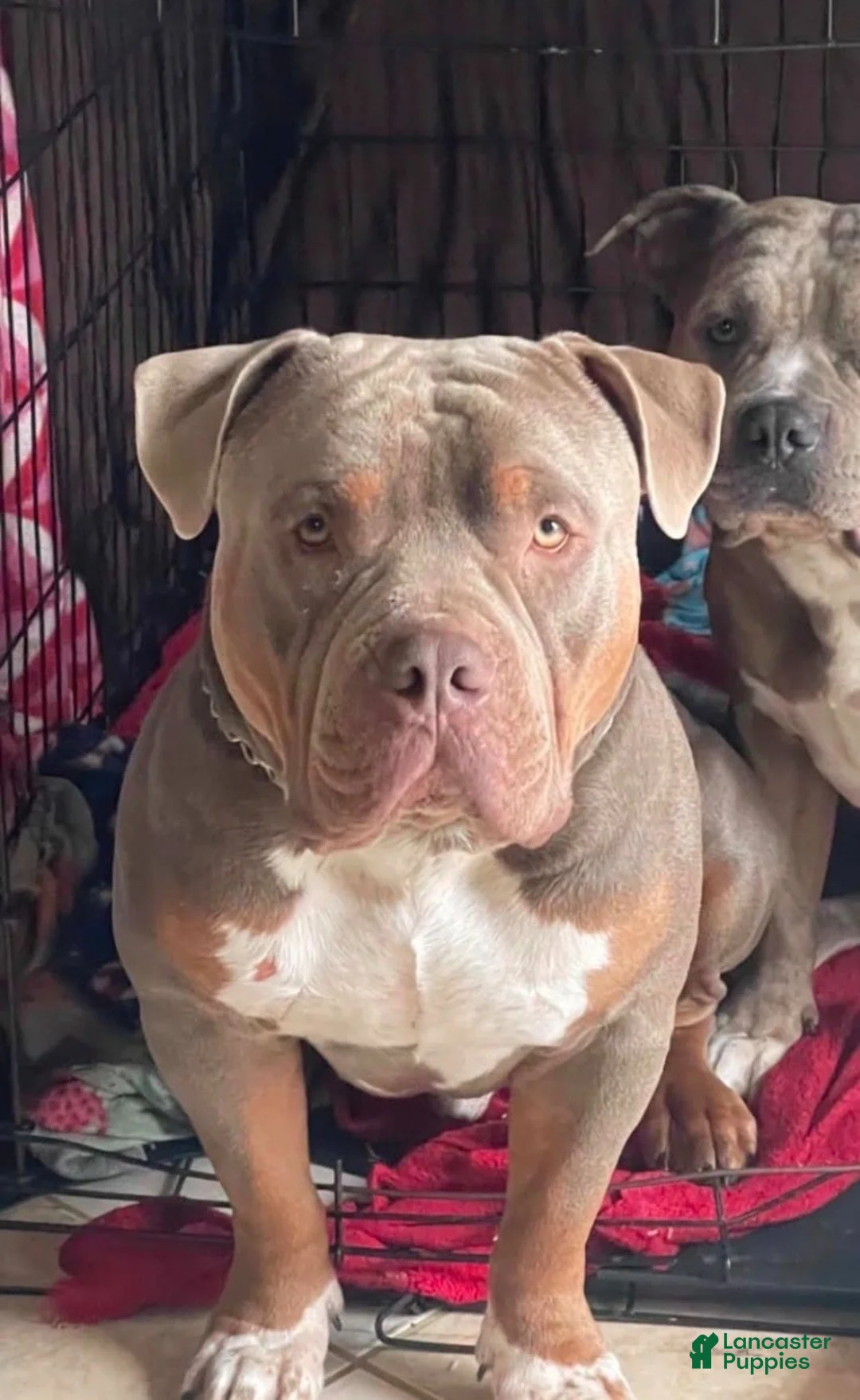 American Bully dogs for sale: American Bully 3 - Ad 2