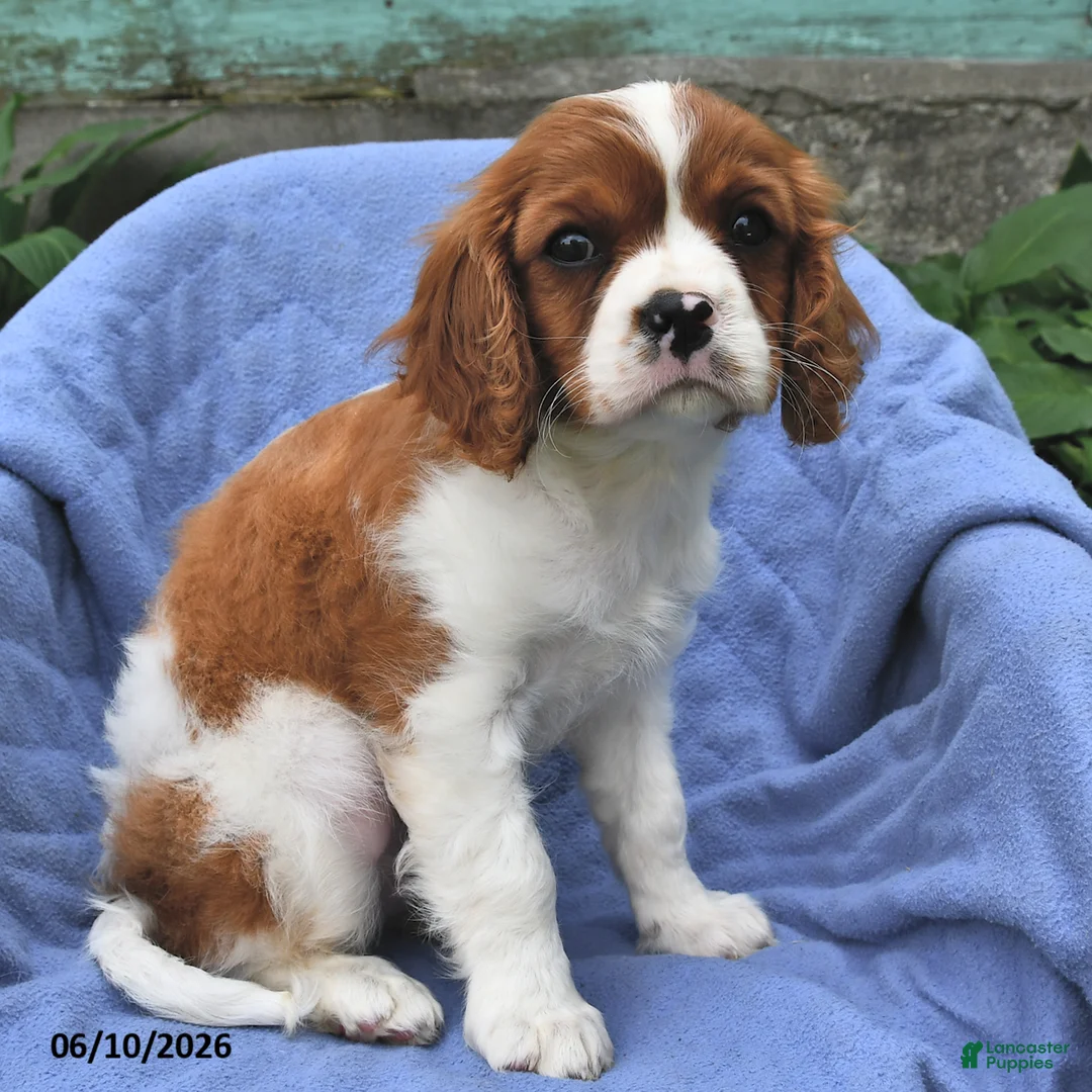 Cavalier King Charles Spaniel dogs for sale: Winston - Ad 2