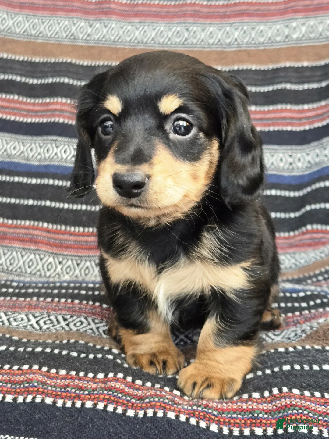 Miniature Dachshund dogs for sale: Miniature Dachshund Puppy 2 - Ad 4