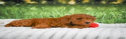 Mini Goldendoodle dogs for sale: Cooper - Ad 9
