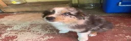 Australian Shepherd dogs for sale: Australian Shepherd 7 - Ad 8