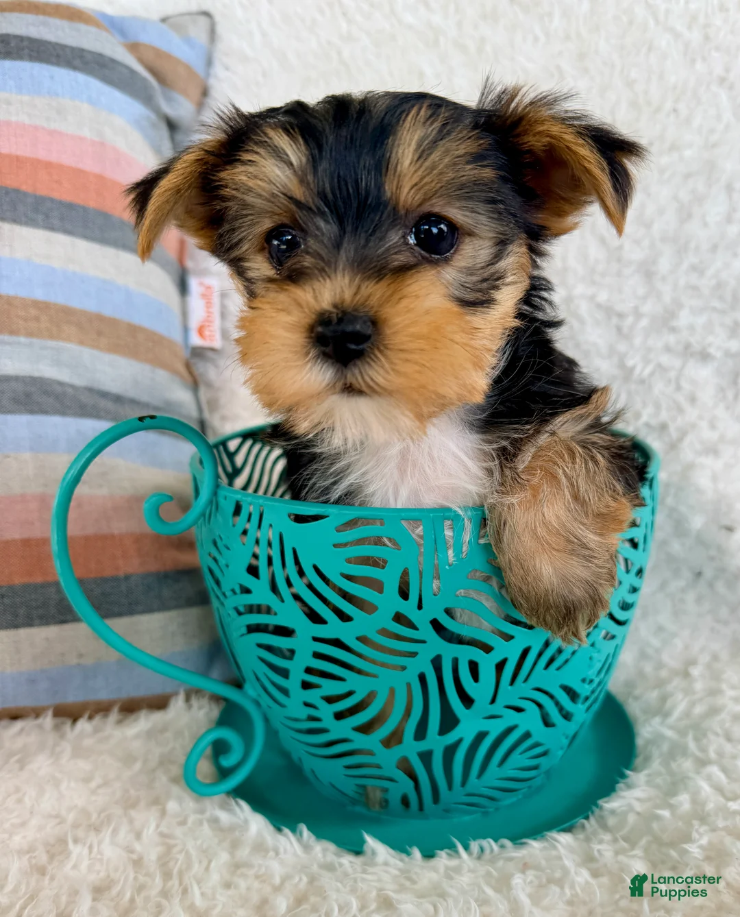 Yorkshire Terrier dogs for sale: Tessa - Ad 1