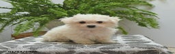 Bichon Frise dogs for sale: Sydney - Ad 3