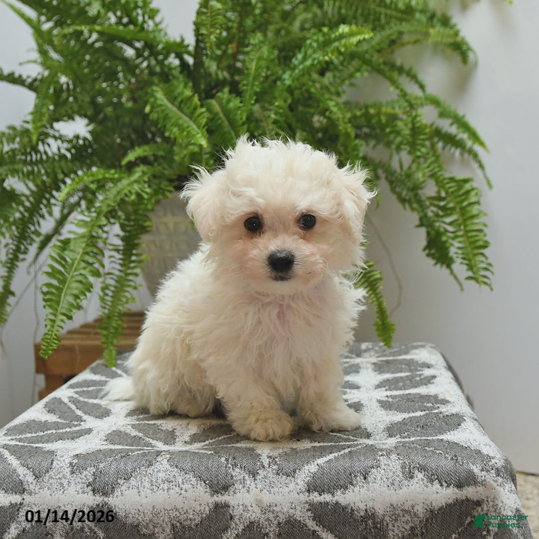 Bichon Frise dogs for sale: Sydney - Ad 3