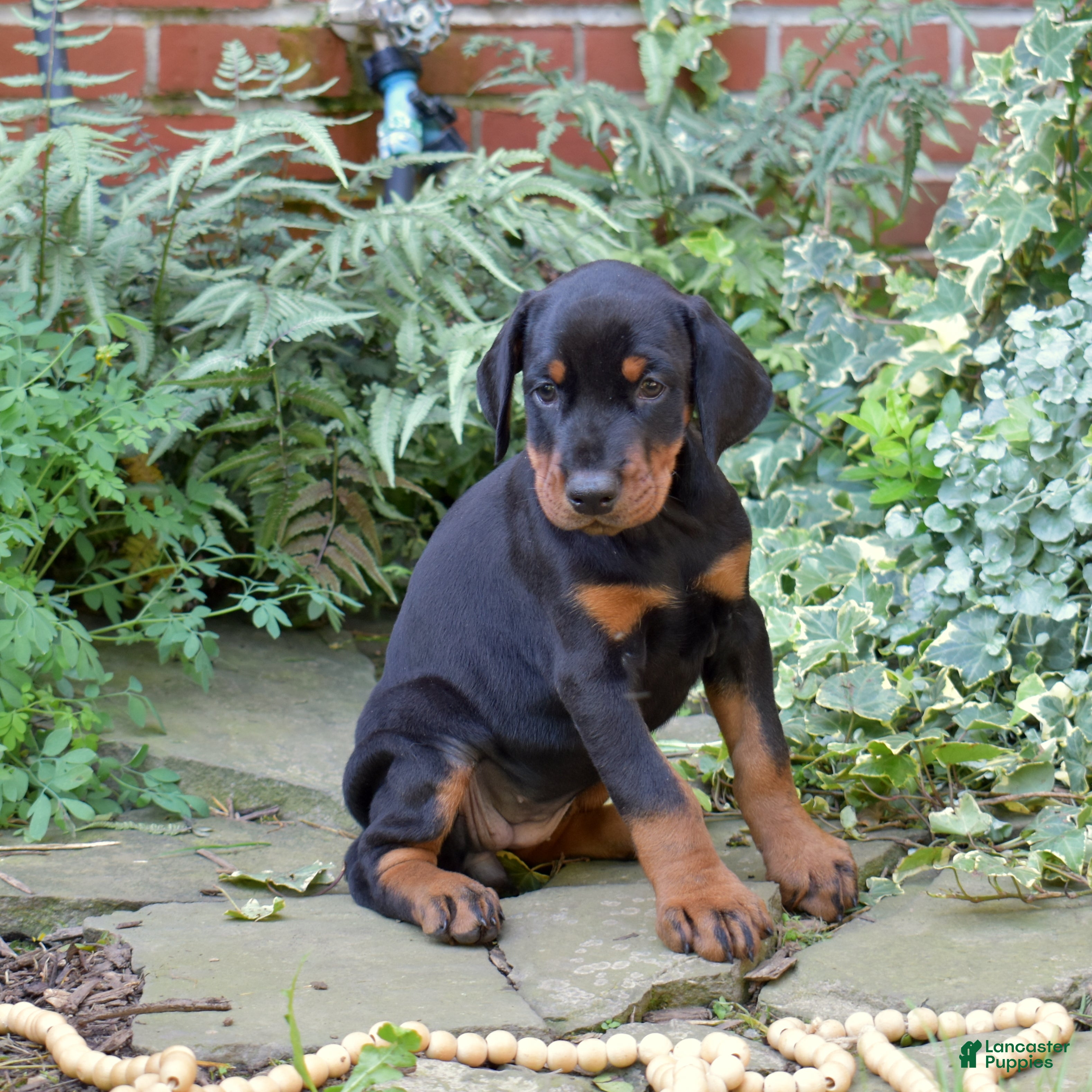Doberman Pinscher dogs Echo - Ad 2