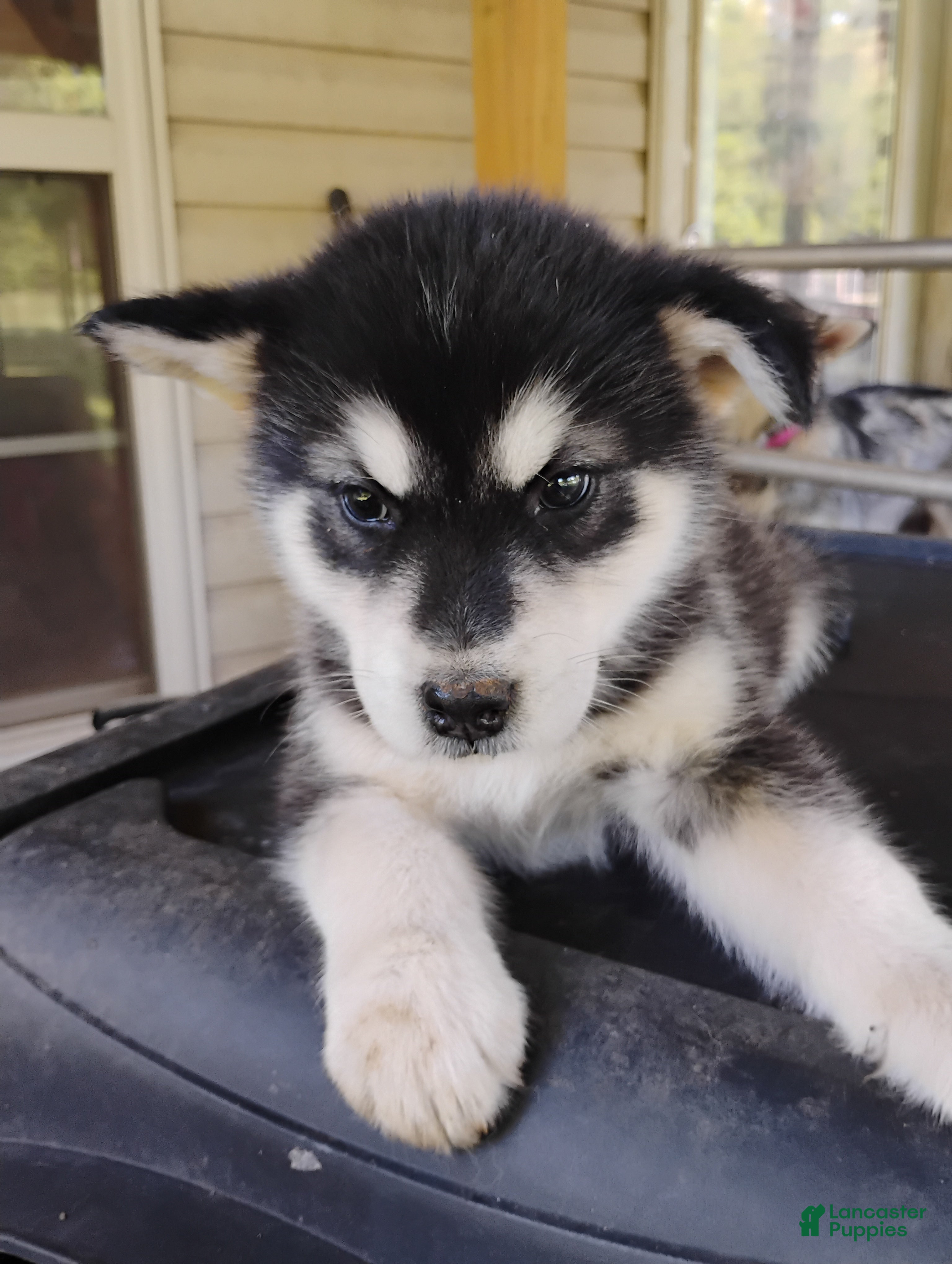 Alaskan Malamute dogs Alaskan Malamute Puppy 5 - Ad 3