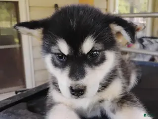 Alaskan Malamute dogs Alaskan Malamute Puppy 5 - Ad 3