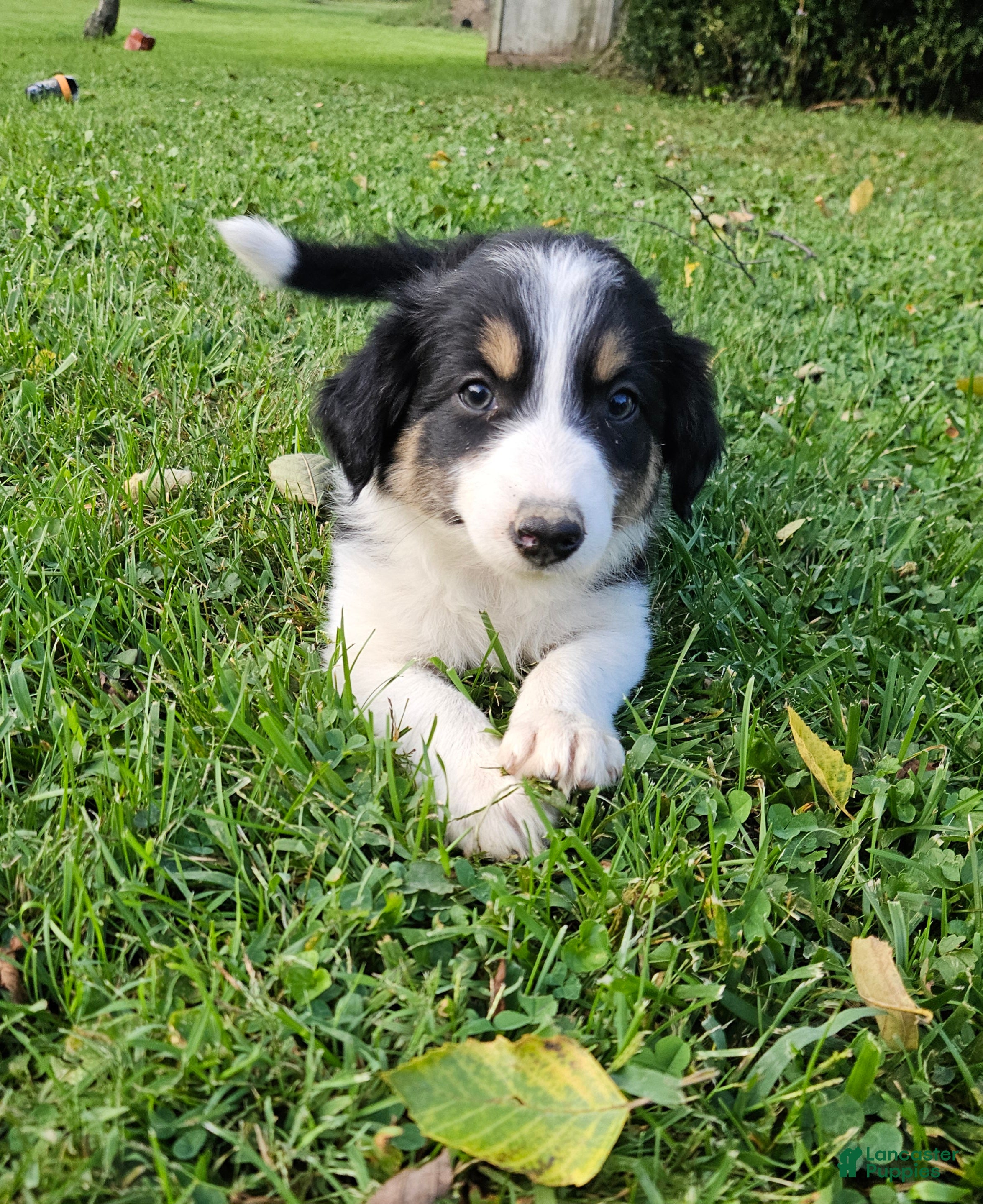 Border Collie dogs Lady  - Ad 1