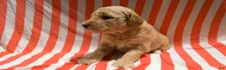 Mini Goldendoodle dogs for sale: Sadie - Ad 7