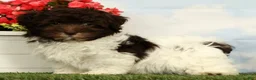 Havanese dogs for sale: Lotus - Ad 1