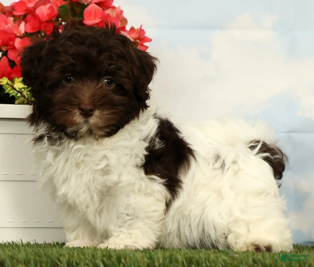 Havanese dogs for sale: Lotus - Ad 1