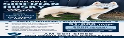 Siberian Husky dogs for sale: Benji - Ad 1