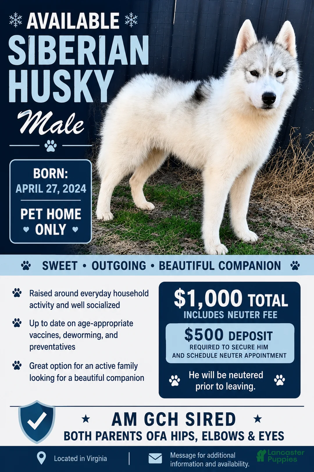 Siberian Husky dogs for sale: Benji - Ad 1
