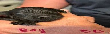 Cockapoo 1