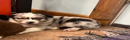 Australian Shepherd dogs for sale: Wade - Ad 5