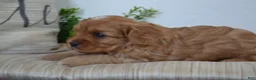Miniature Poodle dogs for sale: Patches - Ad 5