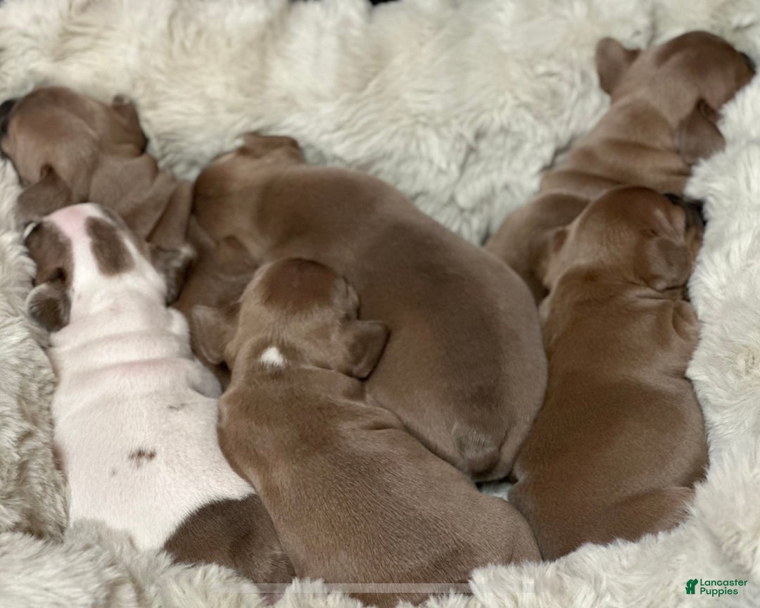 French Bulldog dogs for sale: Walter - Ad 12
