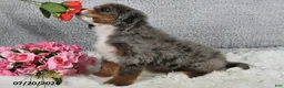 Mini Bernedoodle dogs for sale: Captain - Ad 5