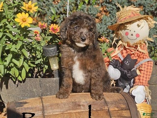 Miniature Poodle dogs - Ad 25