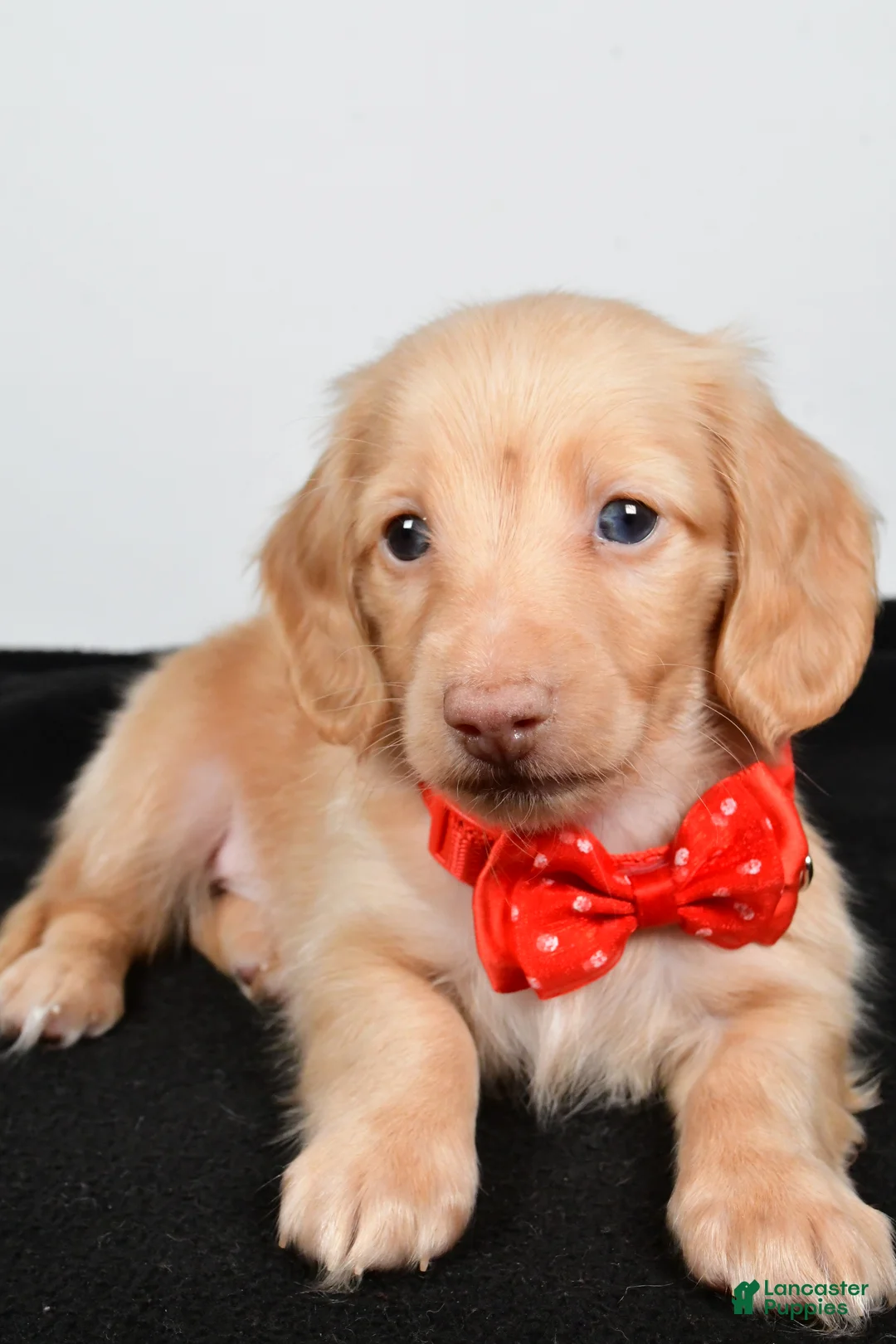 Miniature Dachshund dogs for sale: Alex - Ad 5