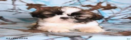 Shih Tzu dogs for sale: Moose - Ad 3