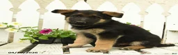 German Shepherd dogs for sale: Otto - Ad 3
