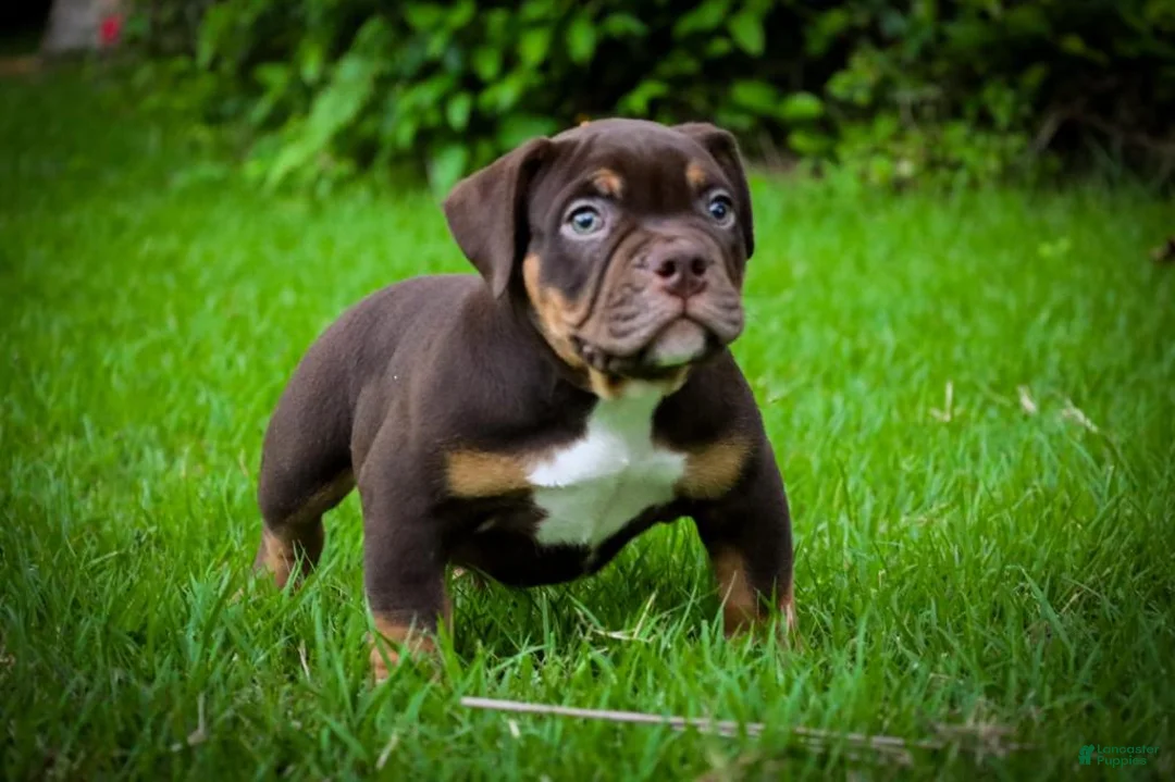 American Bully dogs for sale: American Bully Puppy 1 - Ad 4