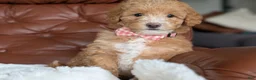 Mini Goldendoodle dogs for sale: Waffle - Ad 3