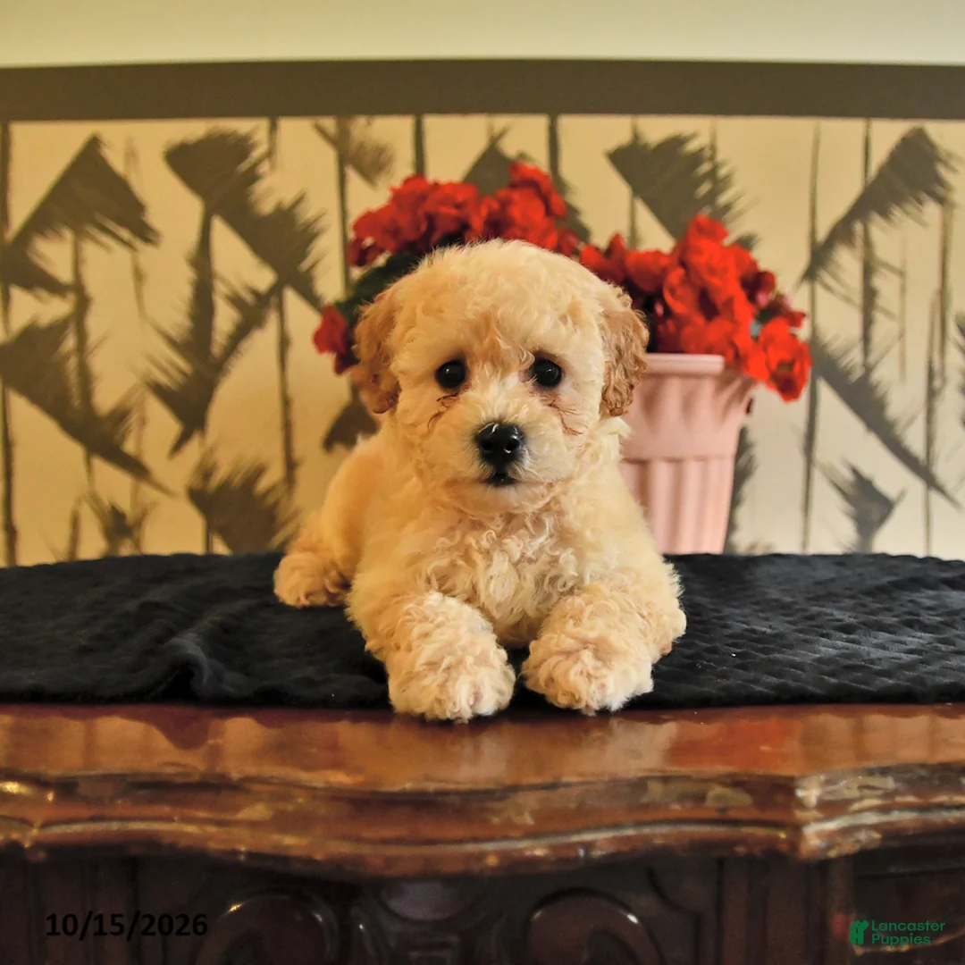 Bichpoo dogs for sale: Kyle - Ad 1